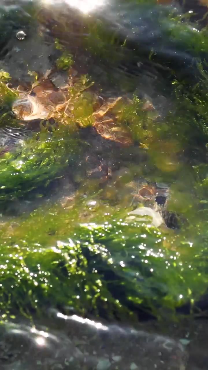 Vibrant green algae and seaweed move gently under the surface of sunlit shallow ocean water.