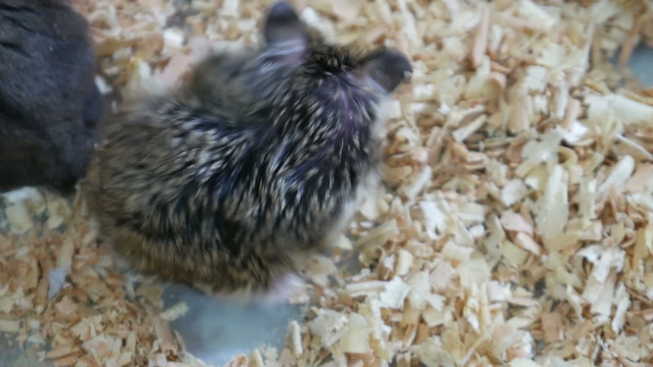 귀고 털이 많은 햄스터