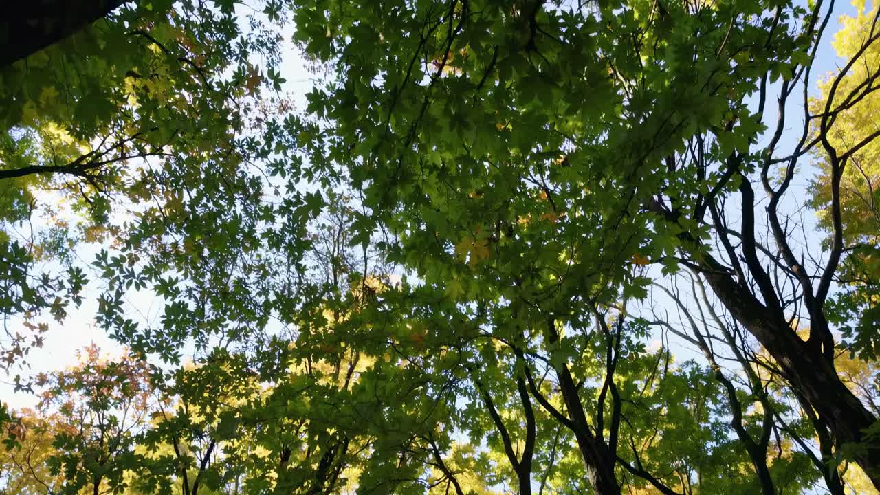 A serene video captures a low-angle view of lush green tree canopies against a bright sky
