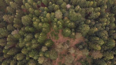 vista superior del bosque cubierto de árboles cerca de la ciudad de bolu, turquía - toma aérea