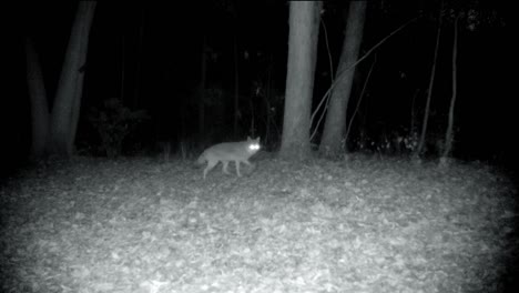 Coyote-Acechando-Cautelosamente-A-Través-De-Un-Claro-En-El-Bosque-En-El-Medio-Oeste-Superior-A-Principios-De-Otoño