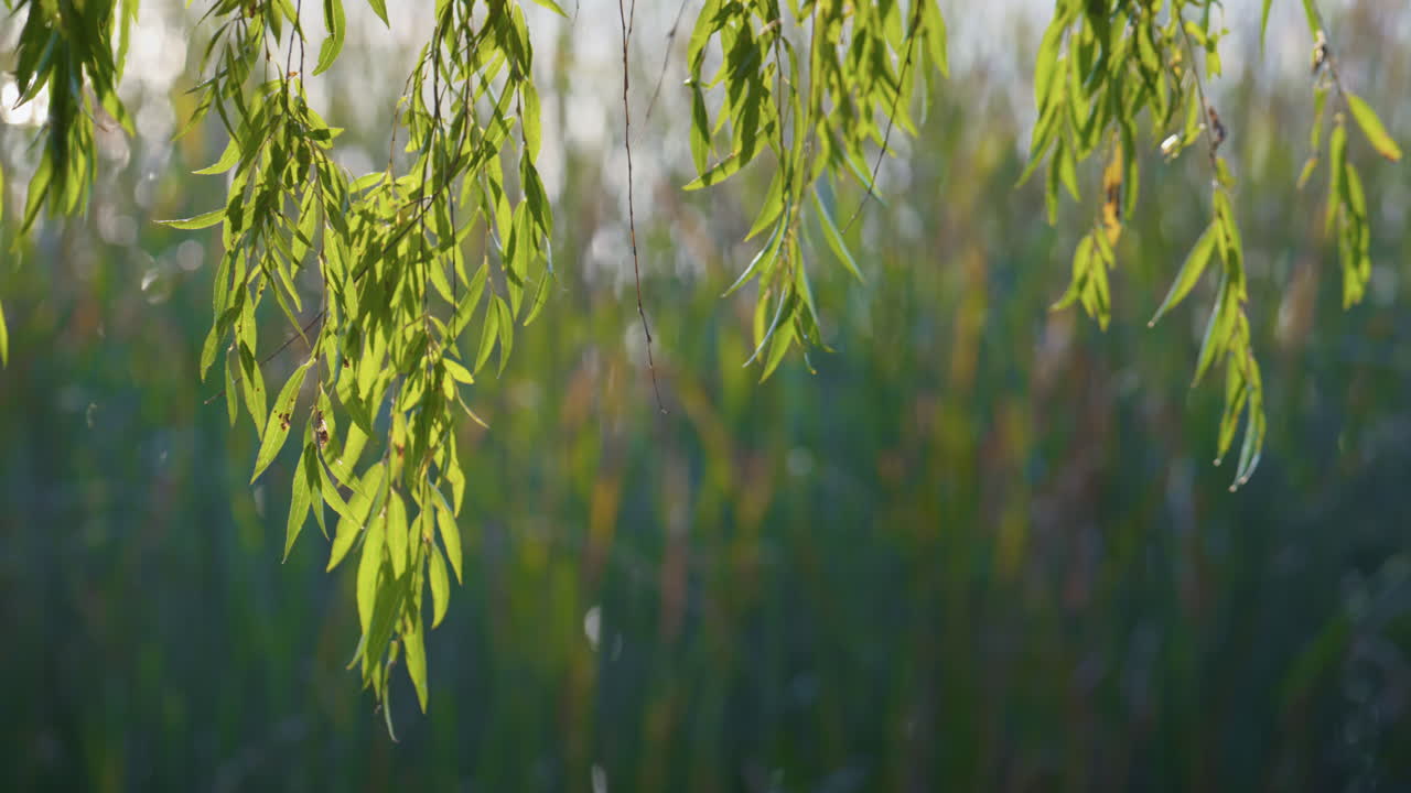 가을의 풍경, 공원의 나무 가지, 바람에 부드럽게 흔들리는 초록색 잎.