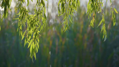 Autumn-landscape-branches-willow-in-park.-Green-leaves-swaying-gently-on-wind.