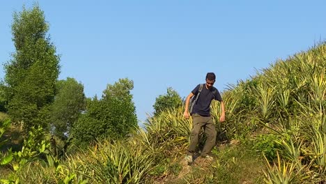 Toma-Amplia-Del-Hombre-Bajando-Una-Colina-Empinada-Cubierta-De-Plantas-De-Piña-Durante-La-Caminata