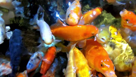 Colorful-Tropical-Fish-in-Aquarium