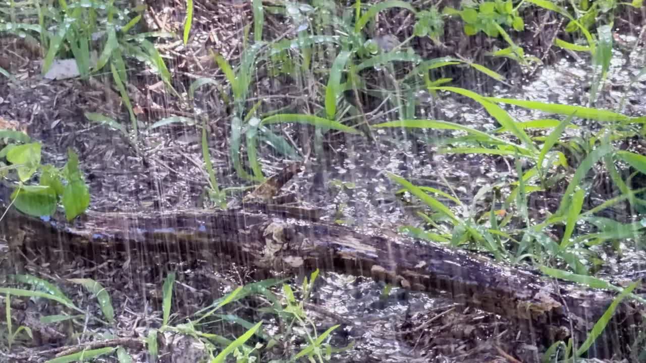 Rain falls in slow motion on garden soil, grass, and tree trunk in natural daylight