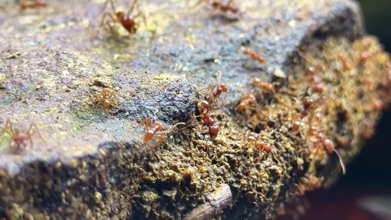 Primo piano di una colonia di formiche tagliafoglie che camminano e sciamano su un pezzo di terra
