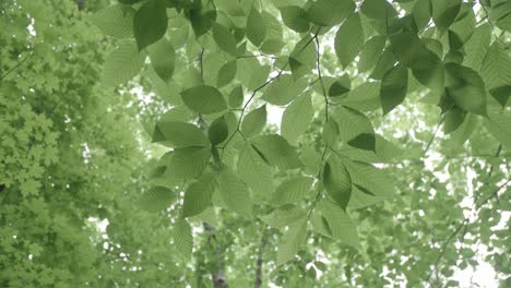 cerca de las hojas verdes que fluyen en el viento