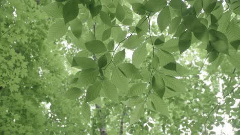 close up of green leaves flowing in the wind