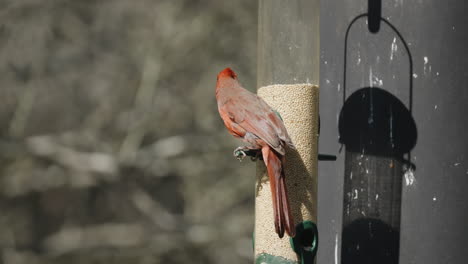 Northern Cardinal perched on a bird feeder and eating seed - Cardinalis Cardinalis