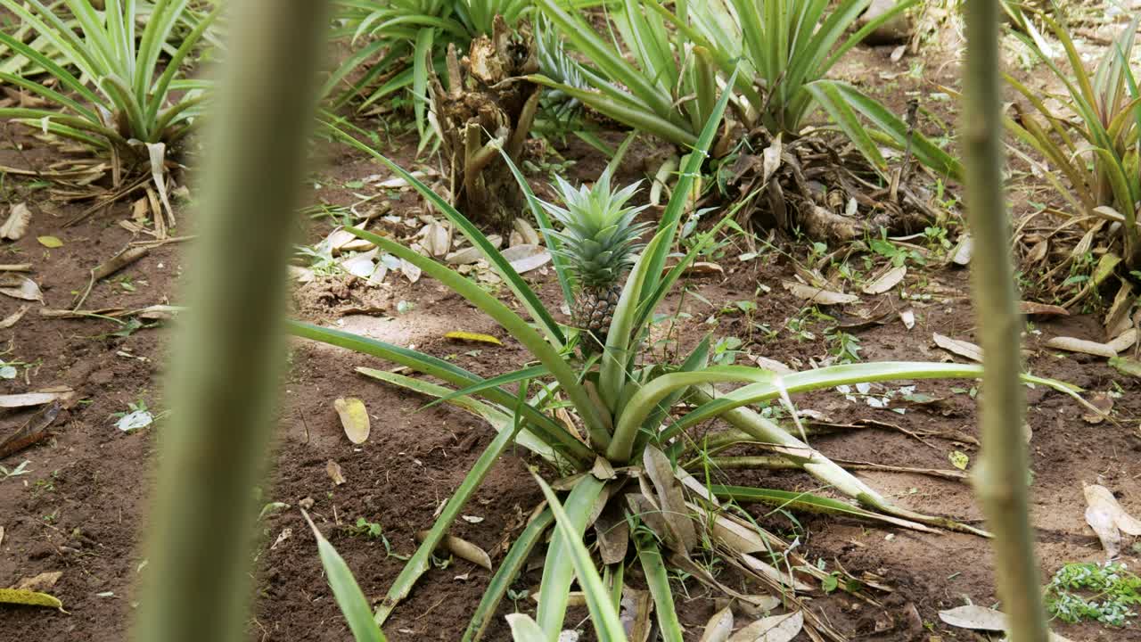 plantación de piña y cultivo de frutas en la isla de zanzíbar, tanzania, áfrica oriental