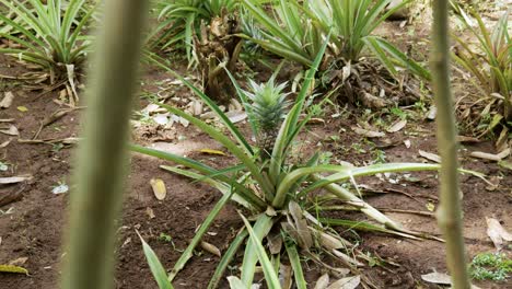 pineapple plantation and fruit growing in zanzibar island of tanzania, east africa