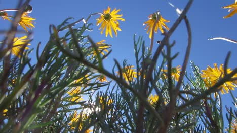 flowers in the mountains of the cedarberg