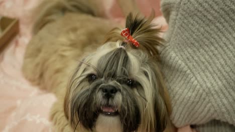 pretty and cute dog shih tzu is laying on the bed.