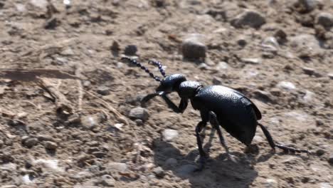 Macro-shot-of-a-black-grave-beetle-crawling-over-a-earthy-underground-in-slow-motion