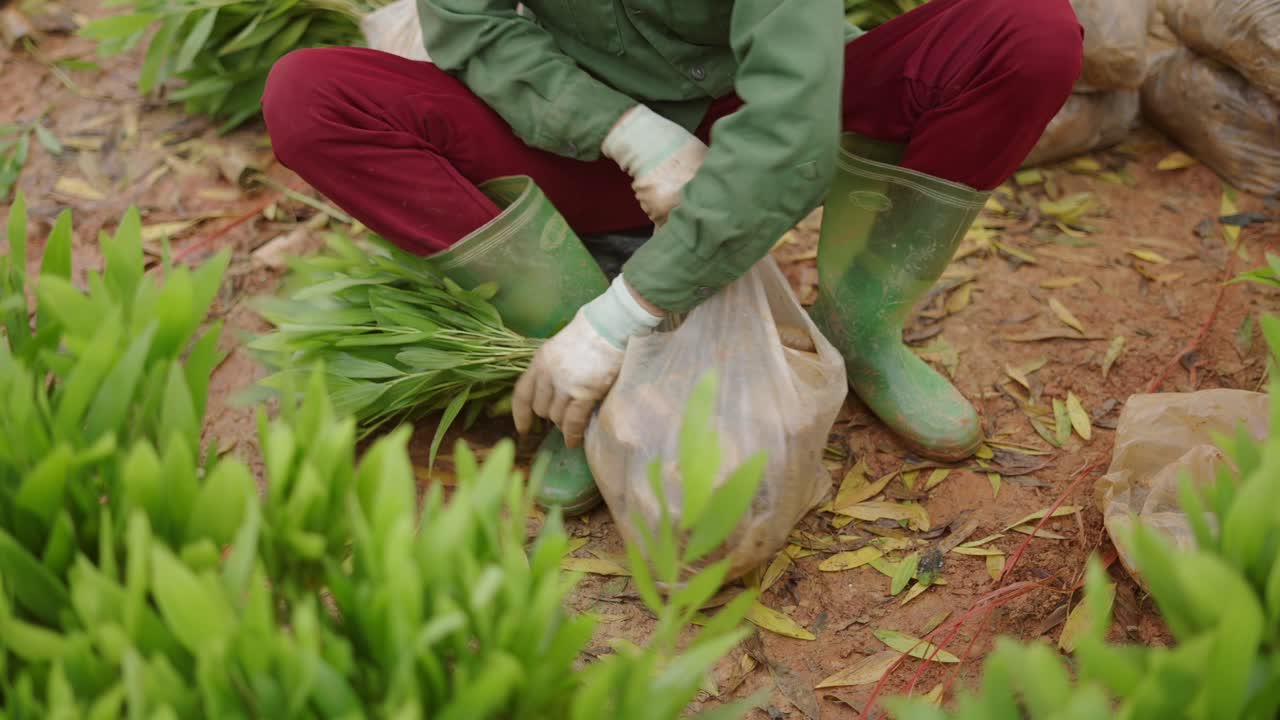 Planting young plants in a nursery