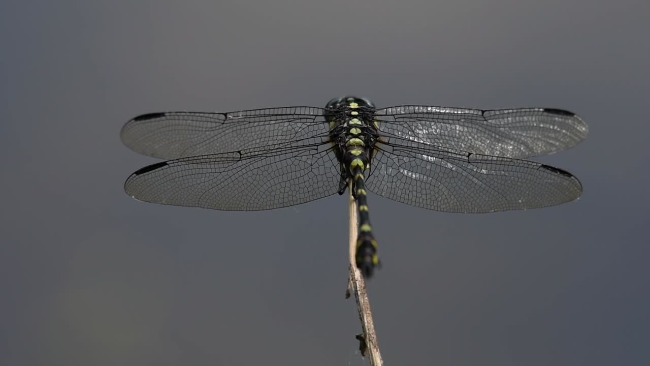 The Common Flangetail dragonfly is commonly seen in Thailand and Asia; the size can be medium and large with yellow and black as pattern. Its wings are clear accented with black lined veins