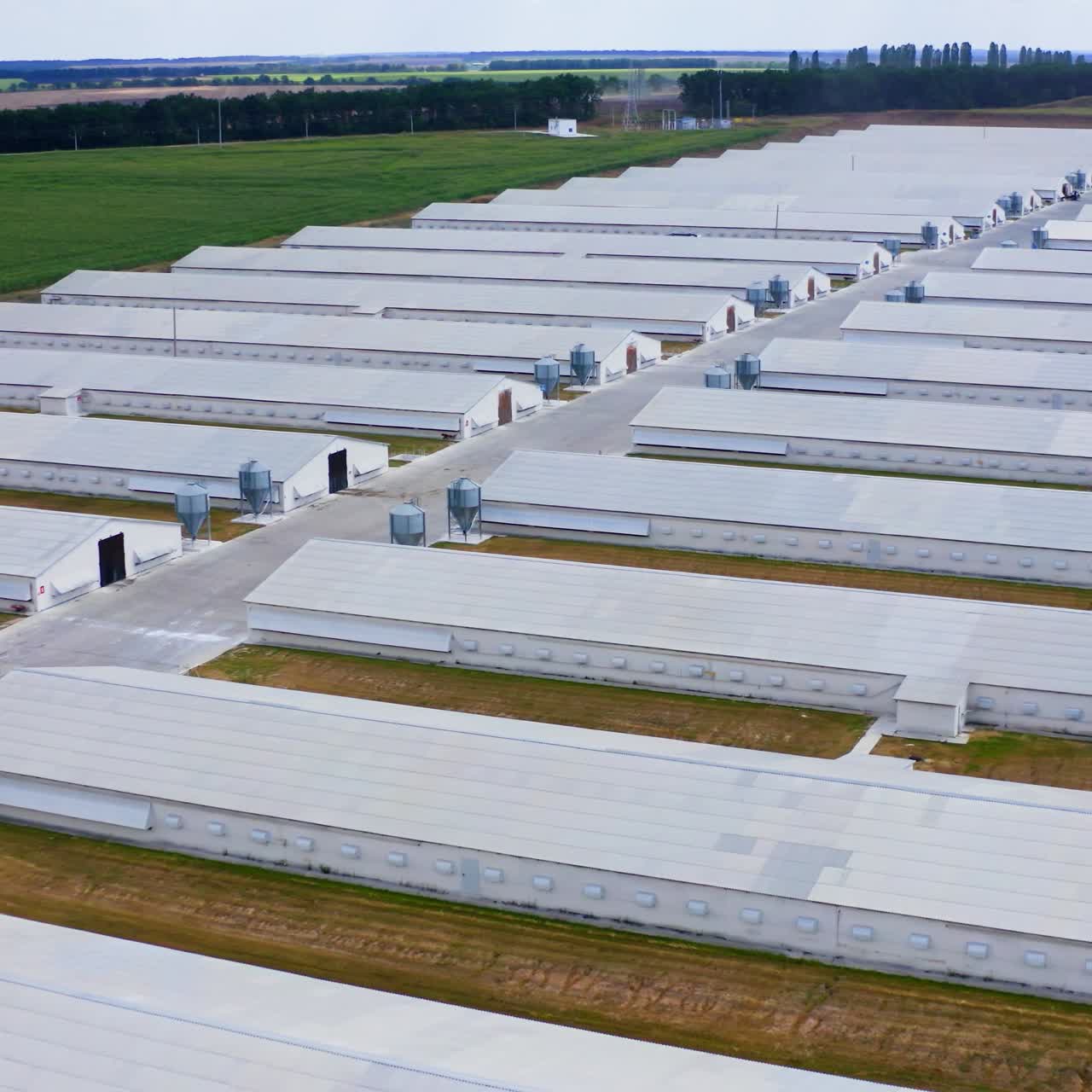 Modern farm surrounded by green nature. White agricultural buildings for livestock on field. Slow flight over white farm houses on a meadow