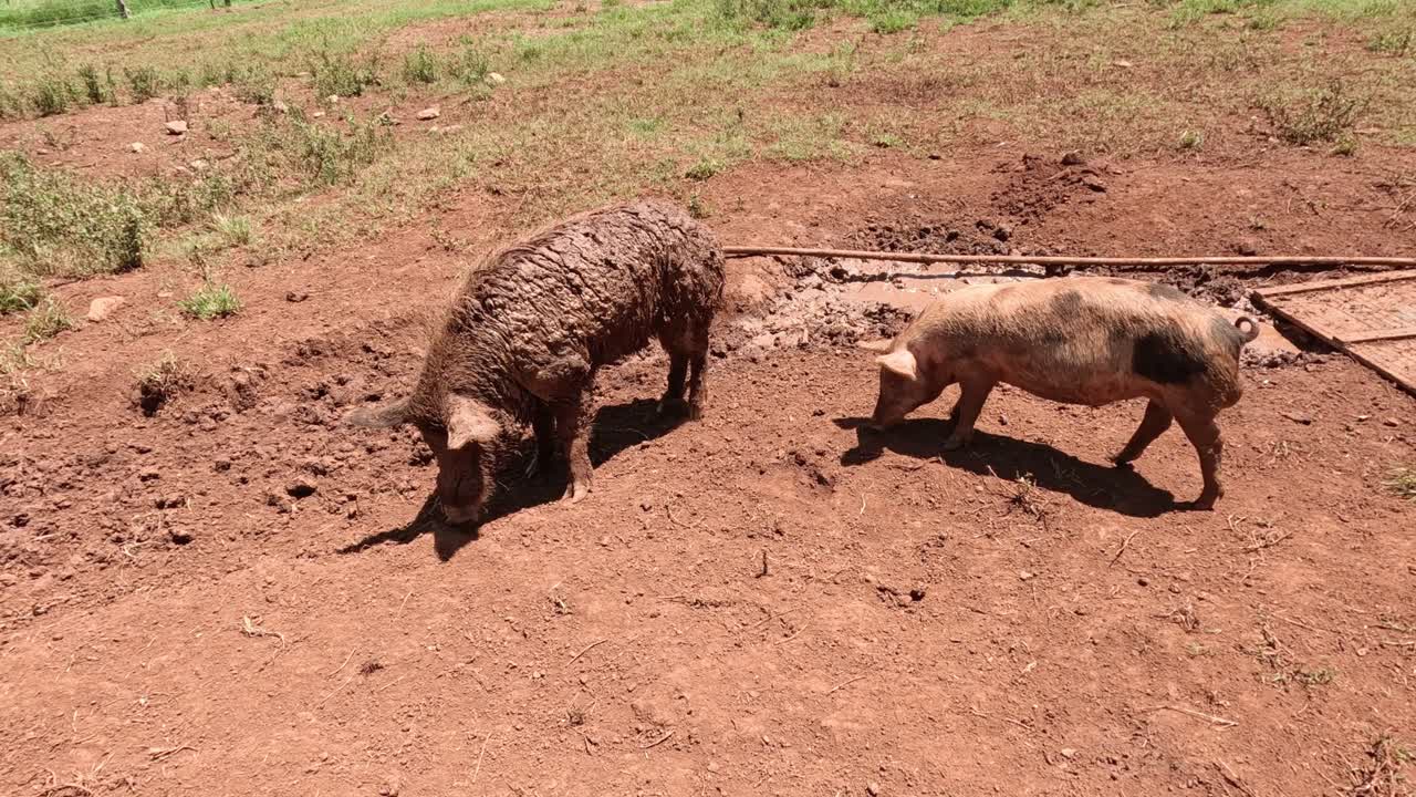 el cerdo escapa del recinto atravesando un hueco en la valla.