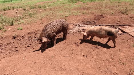 pig escapes enclosure by fitting through fence gap.