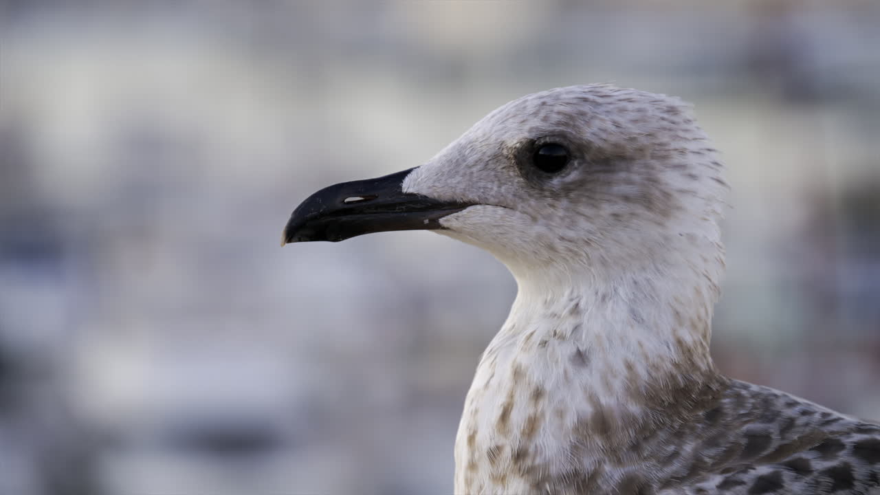 Close up of a seagull walking with a blurred view of boats docked in a harbour