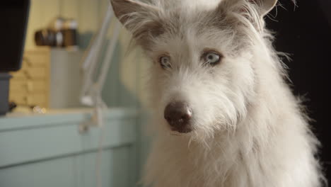 alert husky collie crossbreed pet dog with striking blue eyes and pointy ears