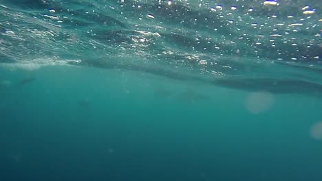 Underwater-Shot-of-Dolphins-Alongside-Boat