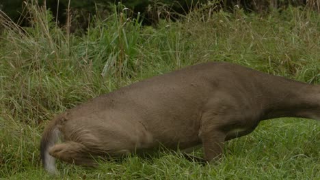 whitetail-deer-laying-gets-up-walks-away-to-eat-grass-slomo-majestic