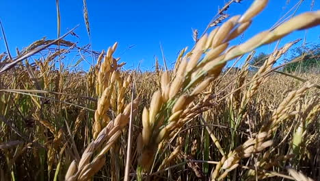 Reisplantagenfeld-Mit-Den-Gelben-Reisohren,-In-Der-Erntezeit,-Bildsicht-Gegen-Gehackt