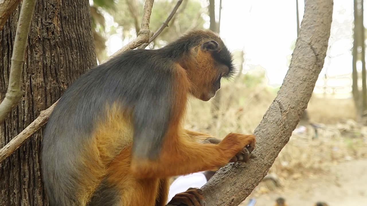 el mono colobus rojo oxidado masticando algunos cacahuetes mientras estaba sentado en un árbol en el parque de monos de gambia