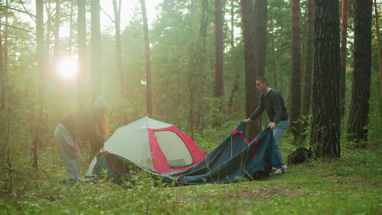 Tourists pick up tent cover on grassy forest ground during early morning campsite setup as soft sunlight filters through tall trees, working together beside already pitched tent in forest