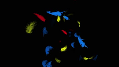 colorful feathers