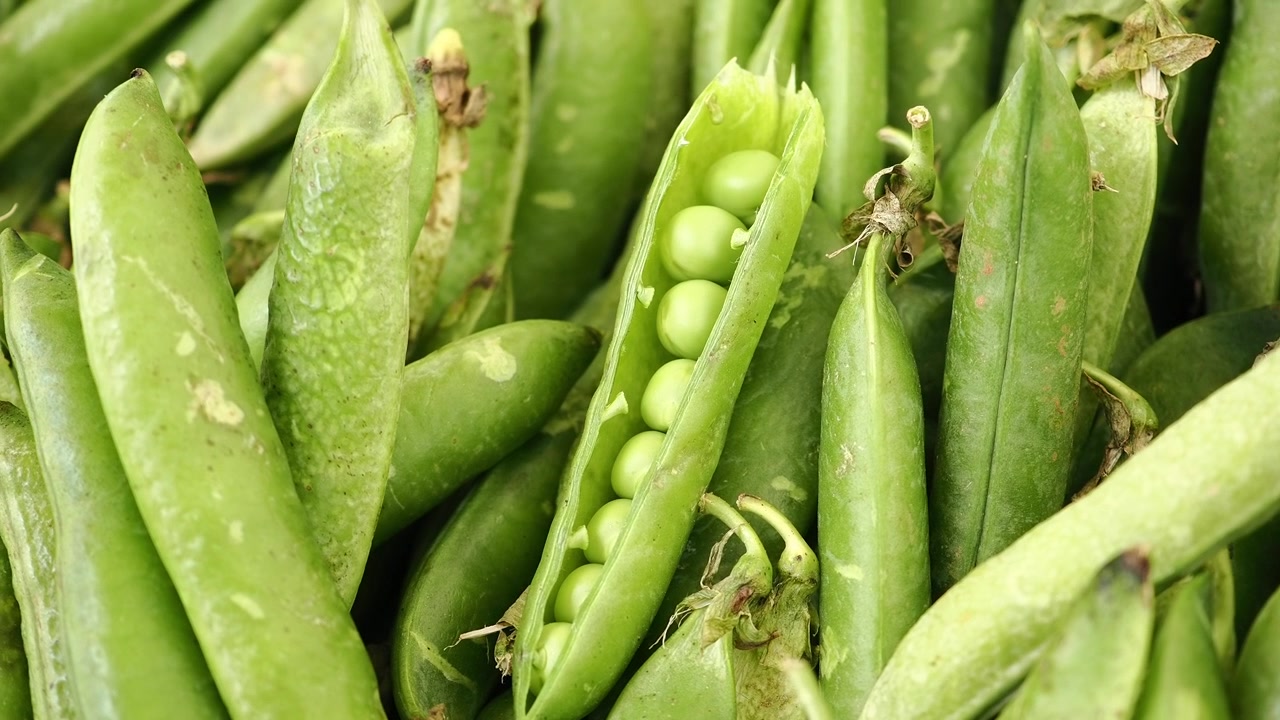 Guisantes verdes frescos en vainas