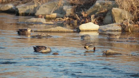mallard ducks and eurasian teal searching food at the flowing stream in yangjae, seoul, south korea