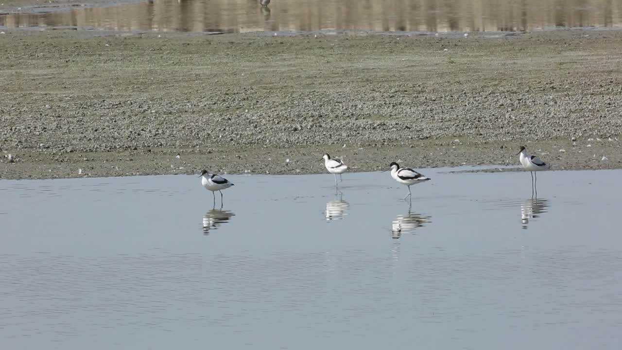 "A flock of Pied avocet foraging along the lake shore