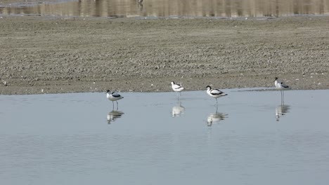 "a flock of pied avocet foraging along the lake shore