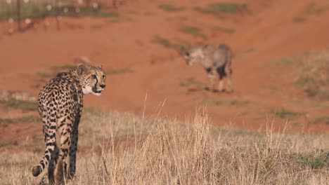 Gepard,-Der-Fliegendes-Insekt-Beobachtet,-Während-Er-Mit-Dem-Rudel-In-Der-Savanne-Spazieren-Geht