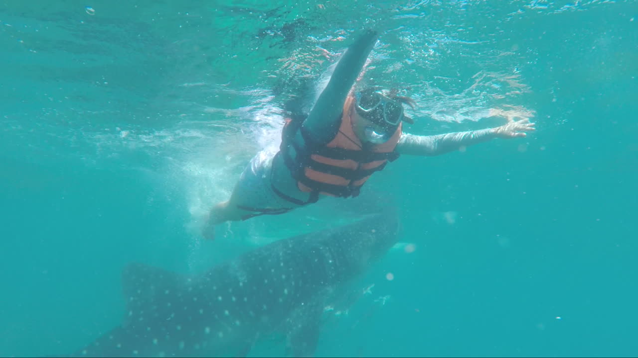 A Lady Enjoying Swimming with The Huge Whale Shark at Oslob Cebu, Philippines