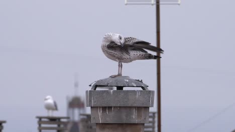 a grooming seagull on a rooftop on a misty day