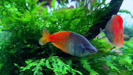 peces coloridos nadando entre exuberantes plantas acuáticas verdes en una vibrante escena submarina