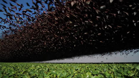 a massive flock of birds over a field