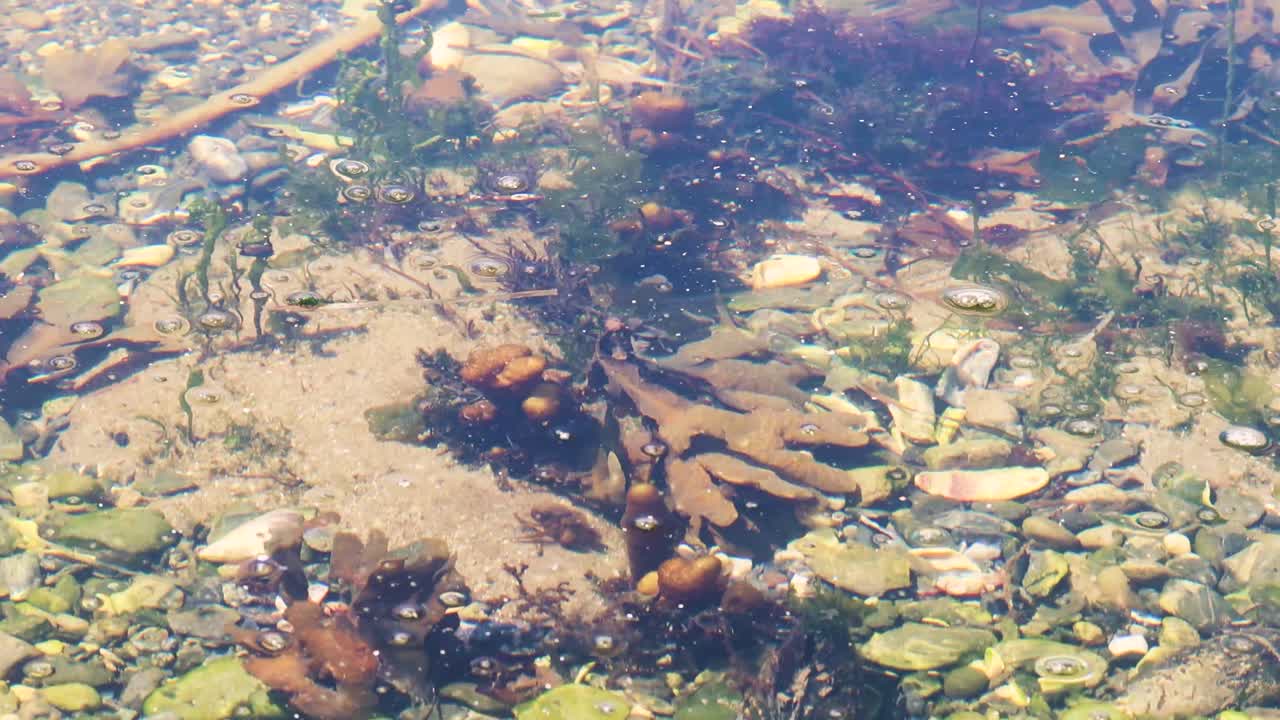 태평양 연안의 생명으로 가득 찬 조수 웅덩이의 게