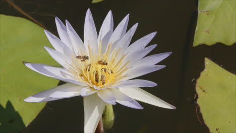 slow motion video of a group of bees on a yellow lily that is in a pond