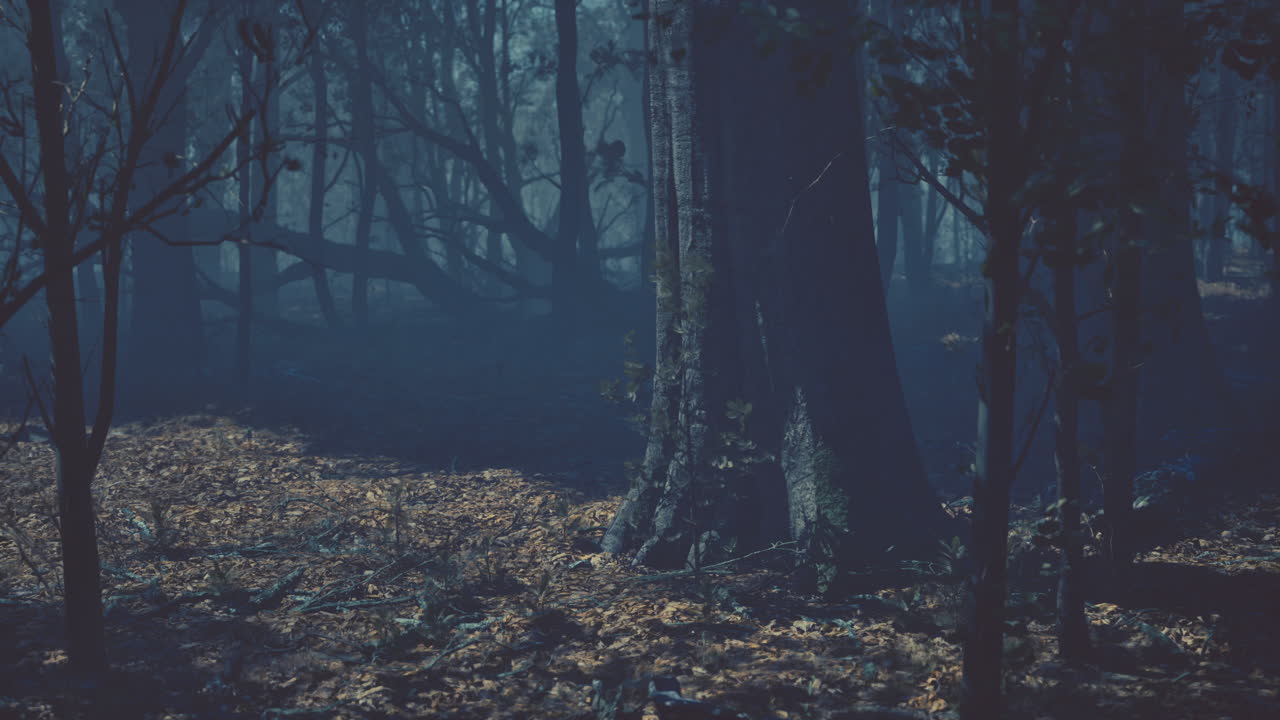 warm autumn scenery in a forest