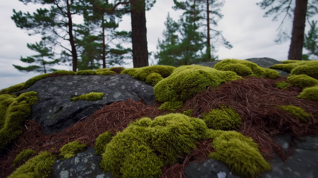 Forest Landscape with Lake and Mossy Rocks
