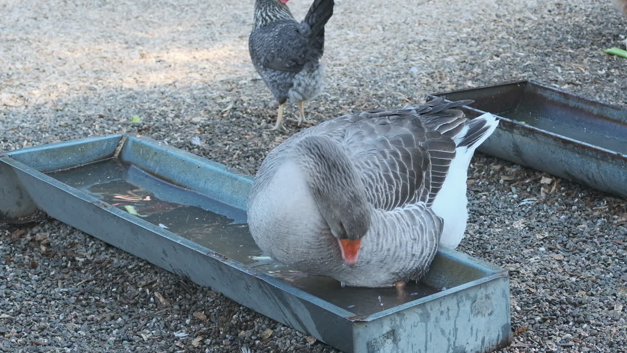 물통에 서서 깃털을 닦고 머리를 물속에 반복적으로 덩크하는 회색 거위의 슬로우 모션 와이드 샷