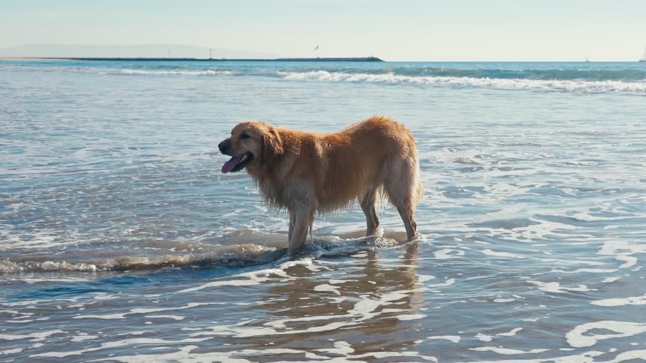Golden Retriever Dog Standing in Shallow Sea Water on Sandy Beach, Slow Motion