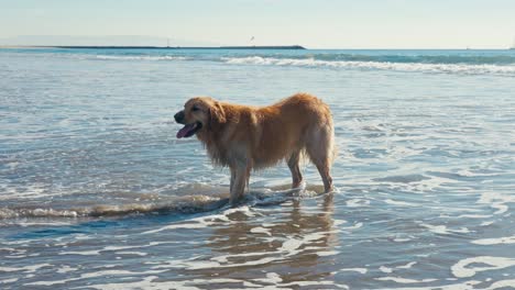 golden retriever dog standing in shallow sea water on sandy beach, slow motion