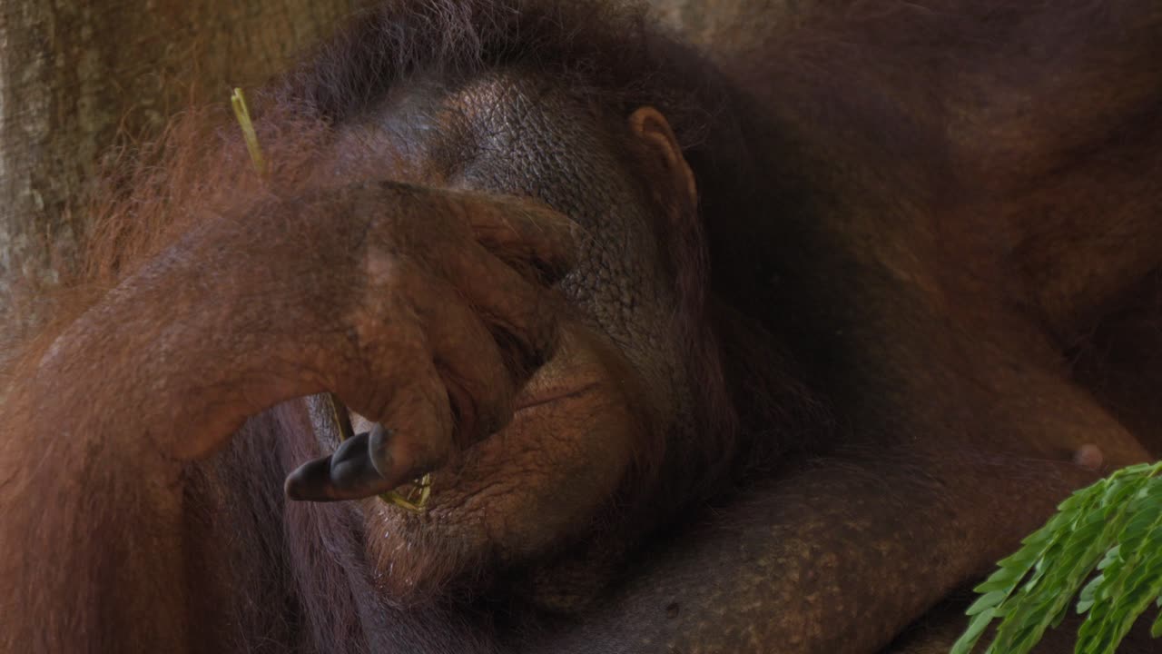 retrato de un orangután comiendo hojas. de mano y de primer plano