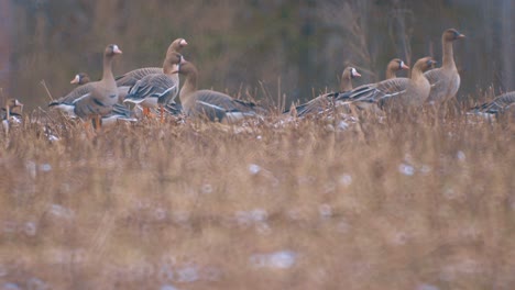 brown geese graze in a meadow